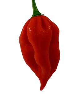 Picture of Naga Viper pepper