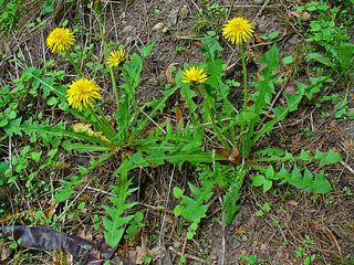 Picture of Dandelions
