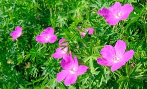 Picture of Crane's-bill