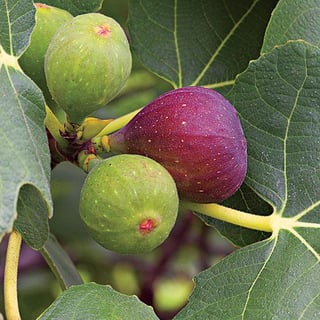 Picture of Fig trees