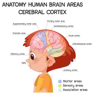 Picture of cerebral cortex