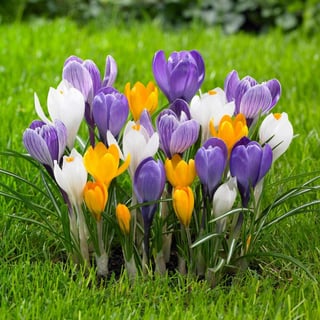Picture of Crocus