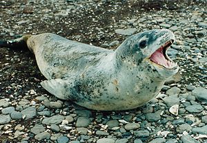 Picture of Marine mammal