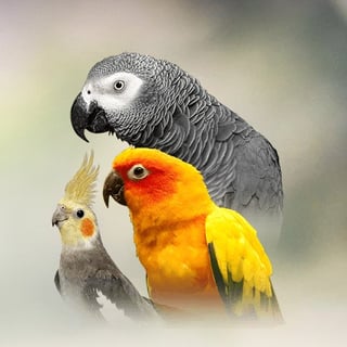 Picture of Parrots