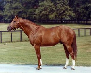 Picture of Secretariat