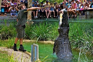 Picture of Australian Reptile Park
