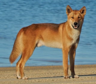 Picture of Dingo