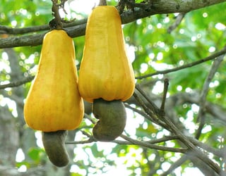 Picture of Cashew