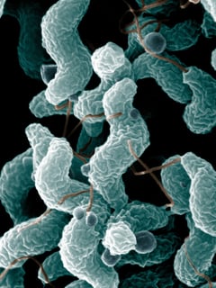 Picture of Campylobacter