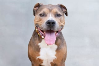 Picture of Pit bull
