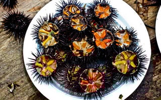 Picture of Sea urchins