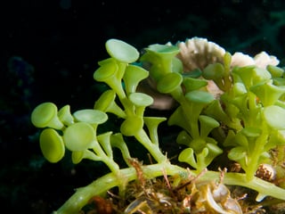 Picture of Algae