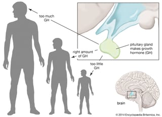 Picture of Growth hormone
