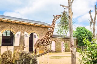 Picture of London Zoo