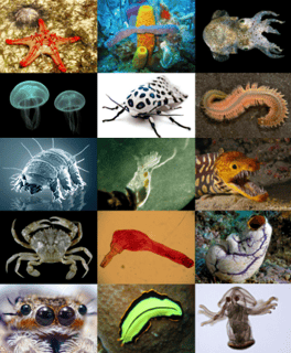 Picture of Animal