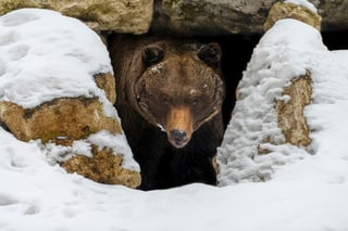 Picture of Hibernation