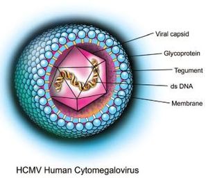Picture of Cytomegalovirus