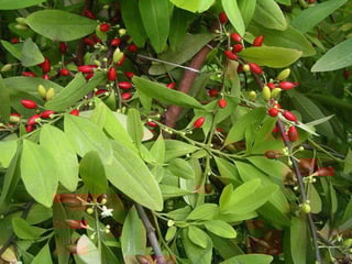 Picture of Coca