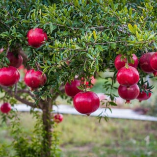 Picture of Pomegranate