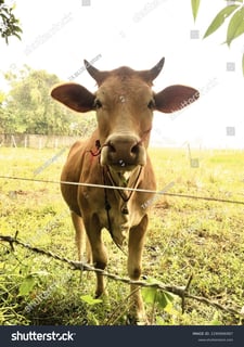 Picture of bovine sponginess encephalitic