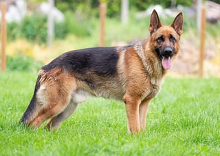 Picture of German Shepherd