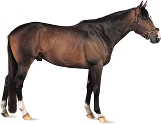 Picture of Thoroughbred