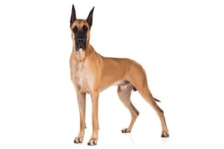 Picture of Great Dane