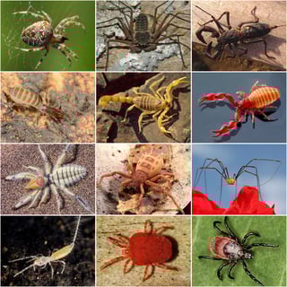 Picture of Arachnid