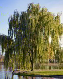 Picture of Willow