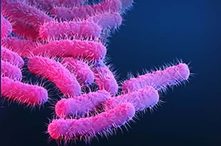 Picture of Shigella