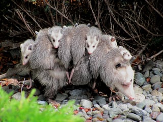 Picture of Opossum
