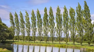 Picture of Poplar