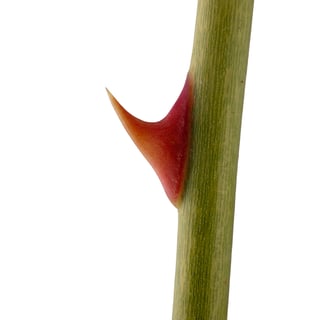 Picture of Thorn