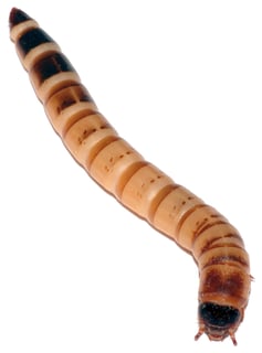 Picture of Zophobas