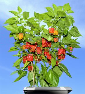 Picture of Carolina Reaper