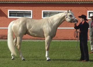 Picture of American Quarter Horse