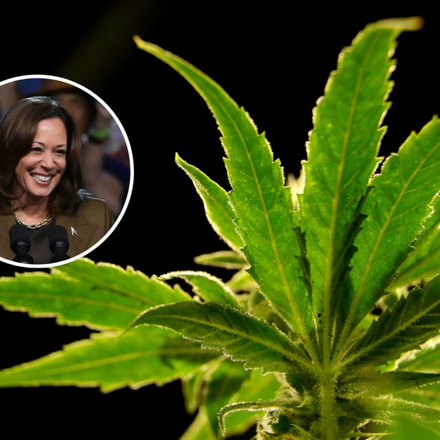 Democratic presidential nominee Vice President Kamala Harris speaks during a campaign appearance Sunday, Sept. 29, 2024, in Las Vegas. A marijuana plant is seen at a medical marijuana dispensary in Egg Harbor Township, N.J., March 22, 2019.