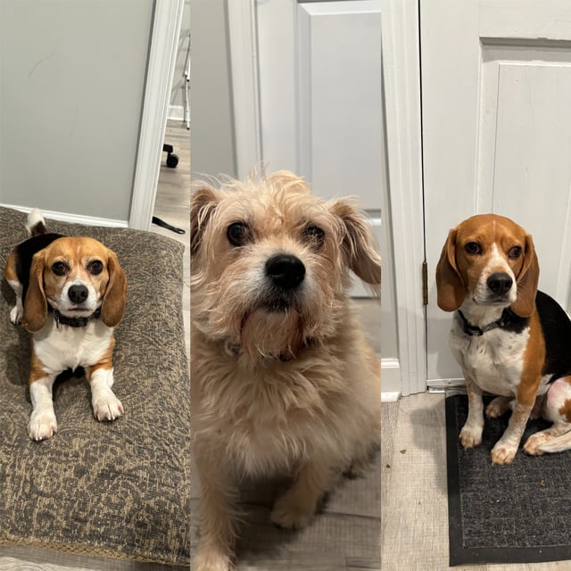 Rod and Kim Ashby's three missing dogs.