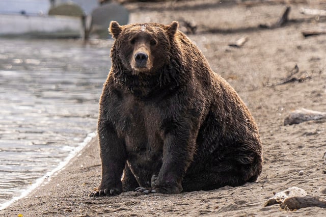 Brown bear 151, a contender for Fat Bear Week.
 