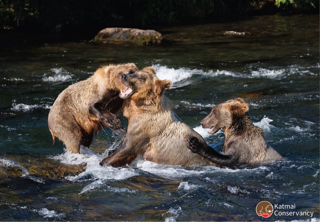 Bear family plays near Brooks Falls