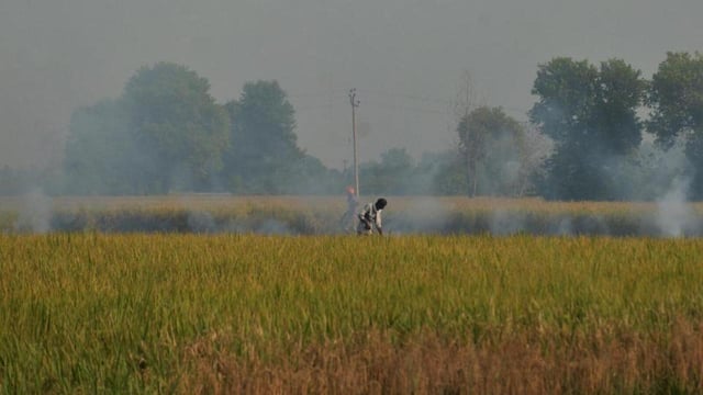 A farmer sets fire to paddy stubble after harvesting a paddy crop in the field near Amritsar on Thursday. (Sameer Sehgal/HT PHOTO)