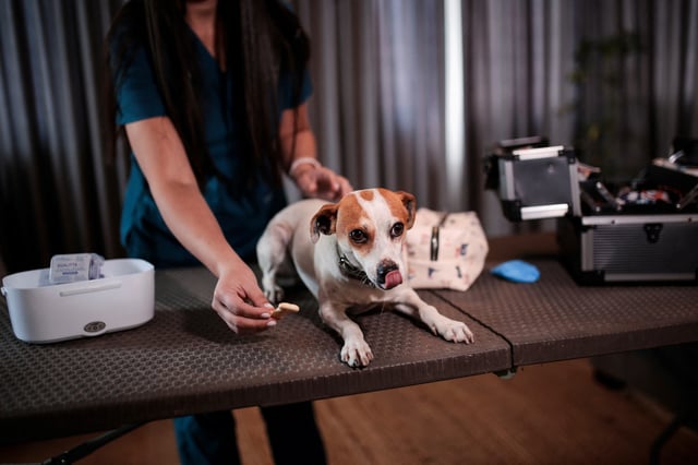 A veterinarian prepares a dog before it receives a vaccine for neutering dogs in Santiago, Chile October 3, 2024. REUTERS/Vanessa Rubilar