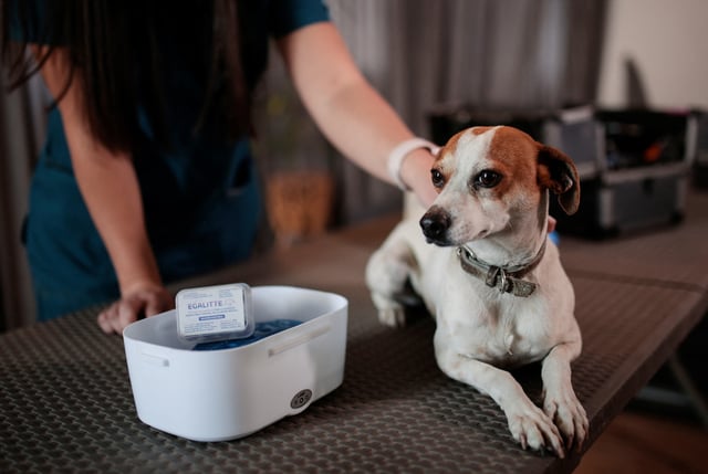 A veterinarian prepares a dog before receives a vaccine for neutering dogs in Santiago, Chile October 3, 2024. REUTERS/Vanessa Rubilar