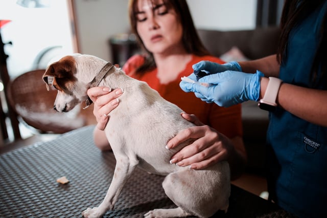 A veterinarian prepares a dog before it receives a vaccine for neutering dogs in Santiago, Chile October 3, 2024. REUTERS/Vanessa Rubilar