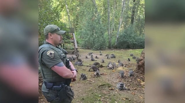 Kitsap County Sheriff's Office deputies responded to a home in Washington state on Oct. 3, 2024, after a resident called to report dozens of raccoons in her backyard. The woman had been feeding raccoons for nearly 40 years, according to KCSO.