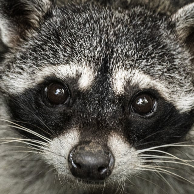 A raccoon is seen at the Simon Bolivar National Zoological Park and Botanical Garden in San Jose, Costa Rica, on April 22, 2024.