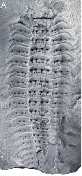 The fossil of a juvenile Arthropleura from Montceau-les-Mines, France, inside its nodule, is seen in this undated photograph. This fossil is dated from during the Carboniferous period (305 million years ago). Lheritier et al., Sci. Adv. 10, eadp6362 (2024)/Handout via REUTERS