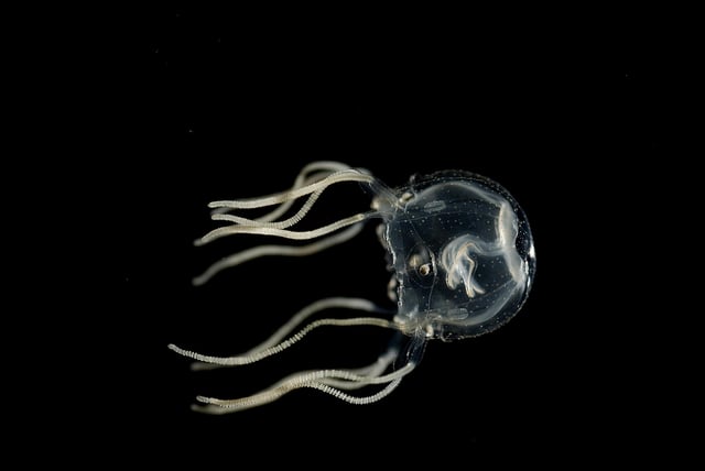 A translucent Caribbean box jellyfish floats against a black background