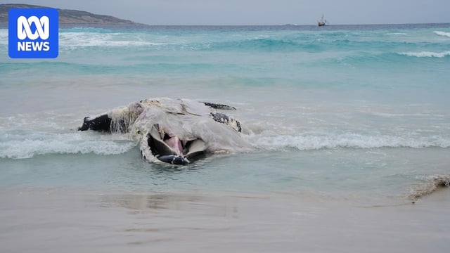 A close up of whale carcass and boat in distance