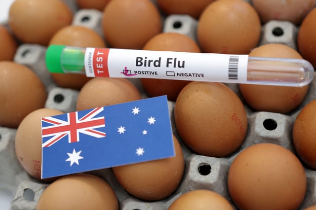 A test tube labelled "Bird Flu", eggs and a piece of paper in the colours of the Australian national flag are seen in this picture illustration, January 14, 2023. REUTERS/Dado Ruvic/Illustration/File Photo